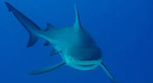 Image of a Shark